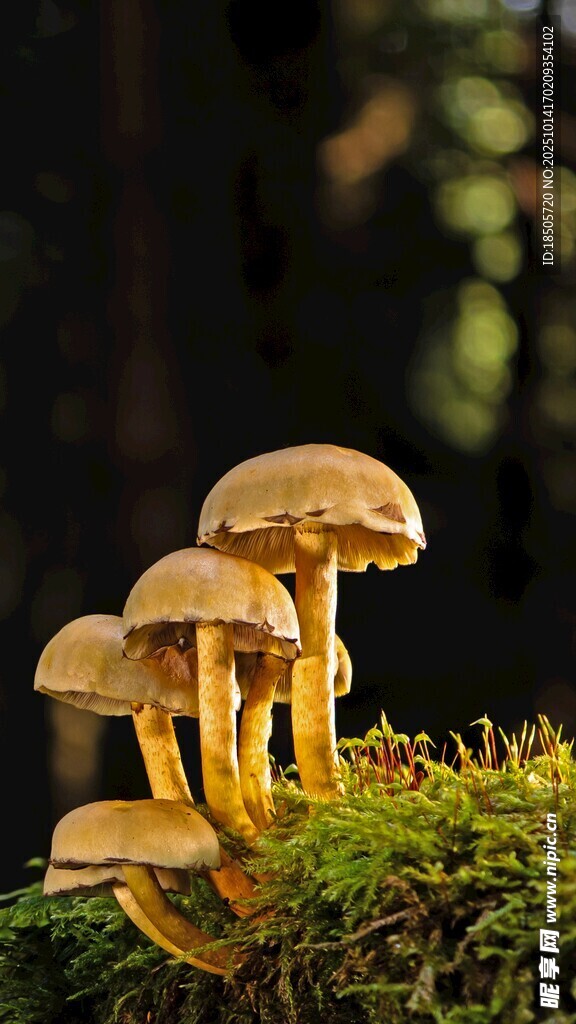 森林中生長(zhǎng)的蘑菇