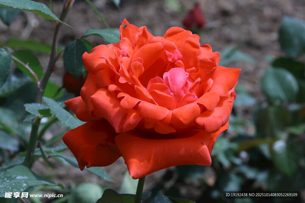 月季花 