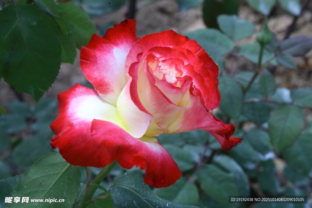 月季花  
