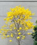 黃玲花
