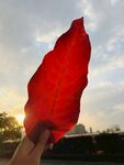 大花紫薇的紅葉
