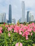 廣州花城廣場