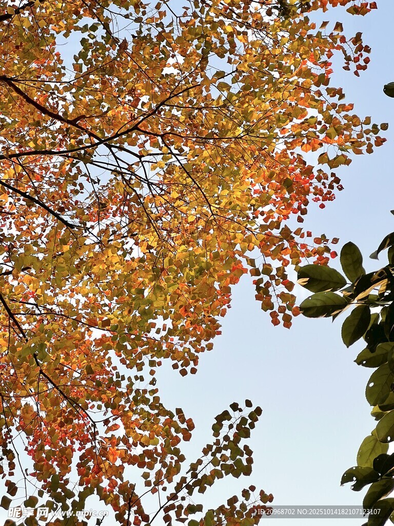 秋季的紅葉
