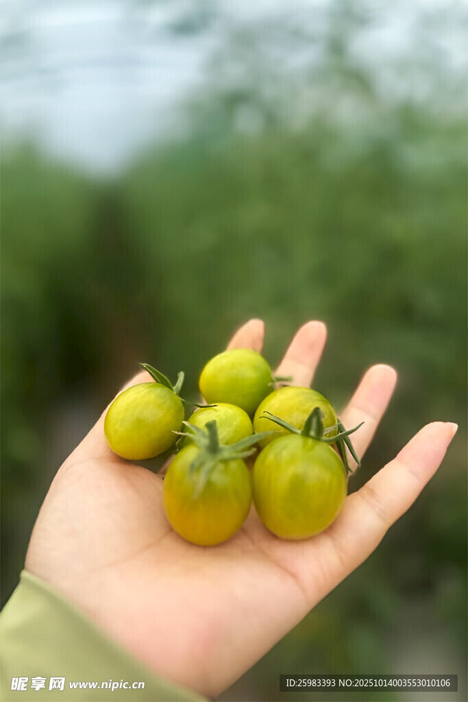 櫻桃番茄