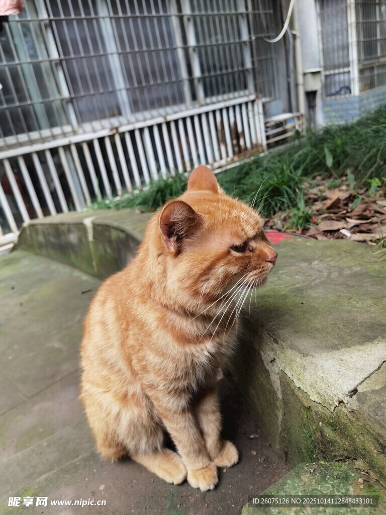 橘貓端坐凝視