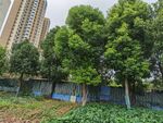 城市中綠樹環(huán)繞的空地