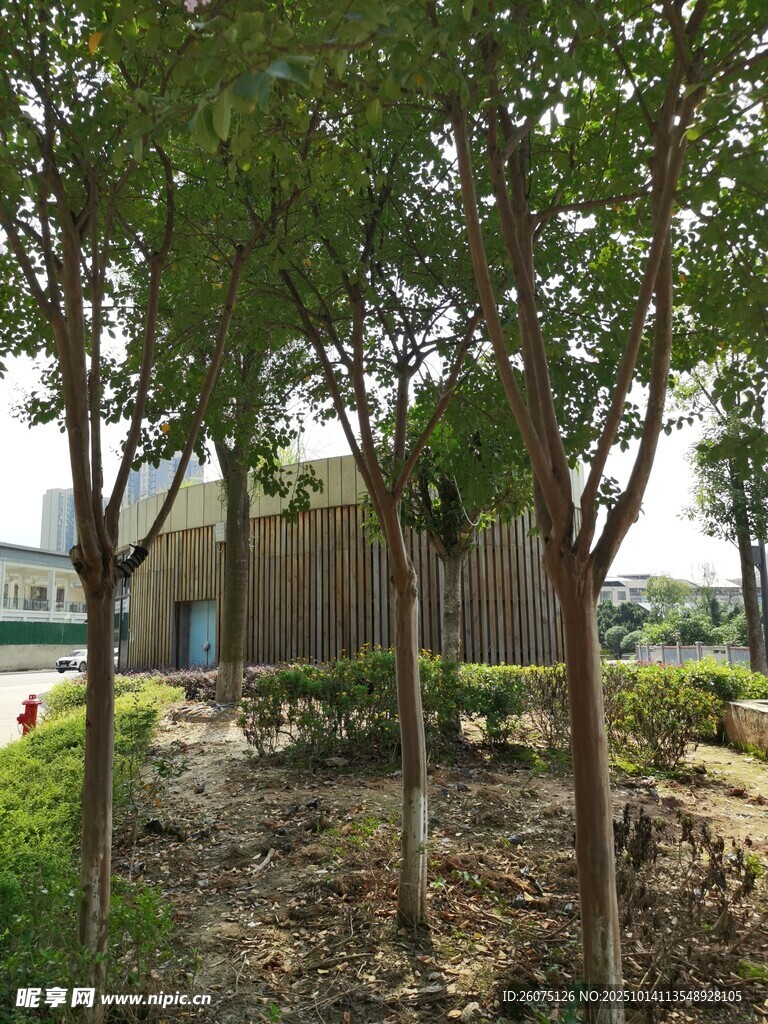 庭院綠樹成蔭景致宜人