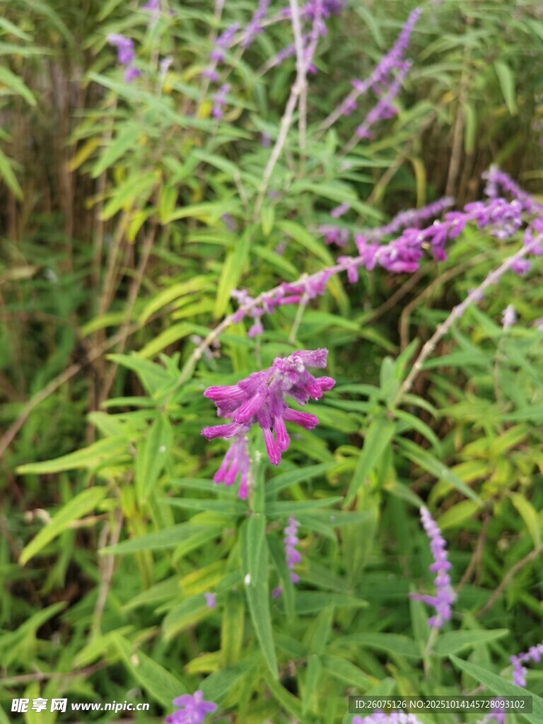 紫色花卉綻放于草叢間