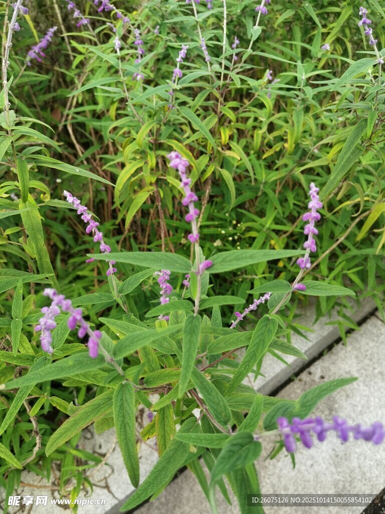 紫色小花點綴綠色植物