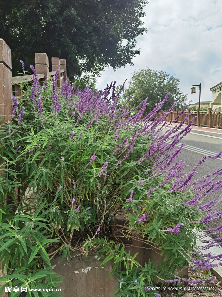 路邊紫色花卉綠植景觀