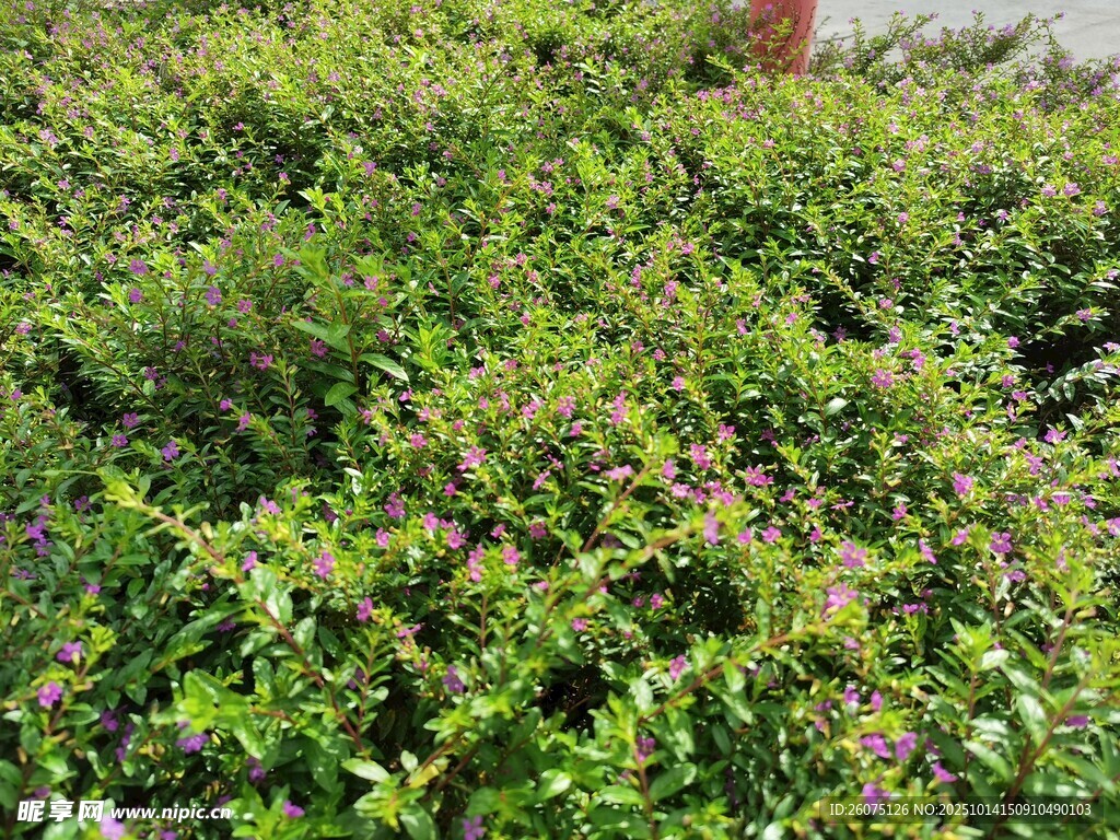 繁茂綠植生機(jī)盎然