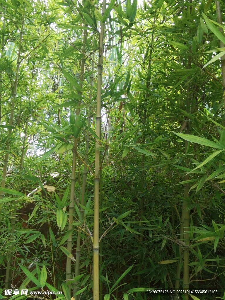 茂密竹林綠意盎然