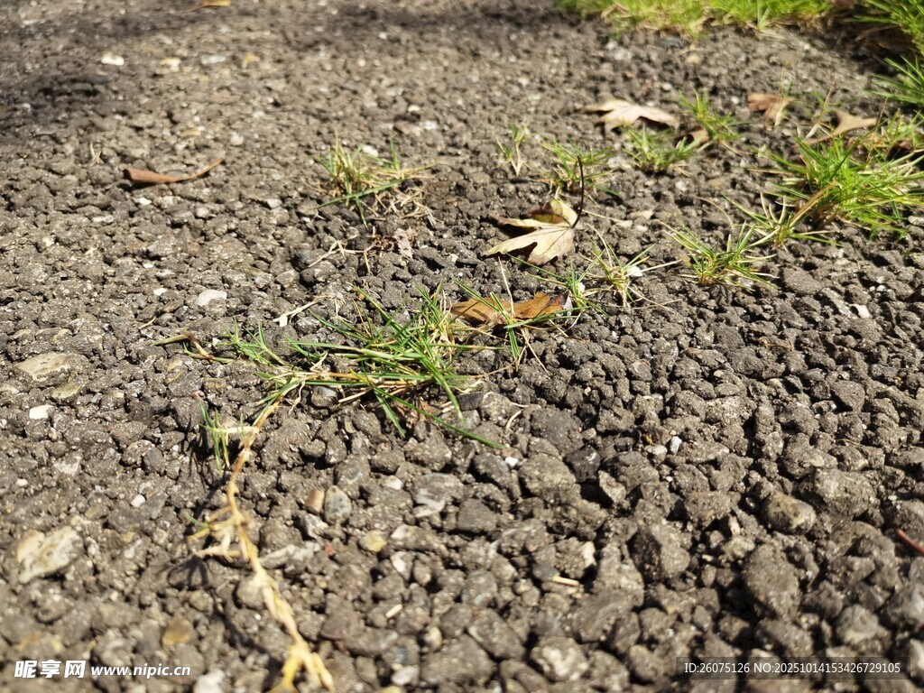 碎石地面上的綠色植物