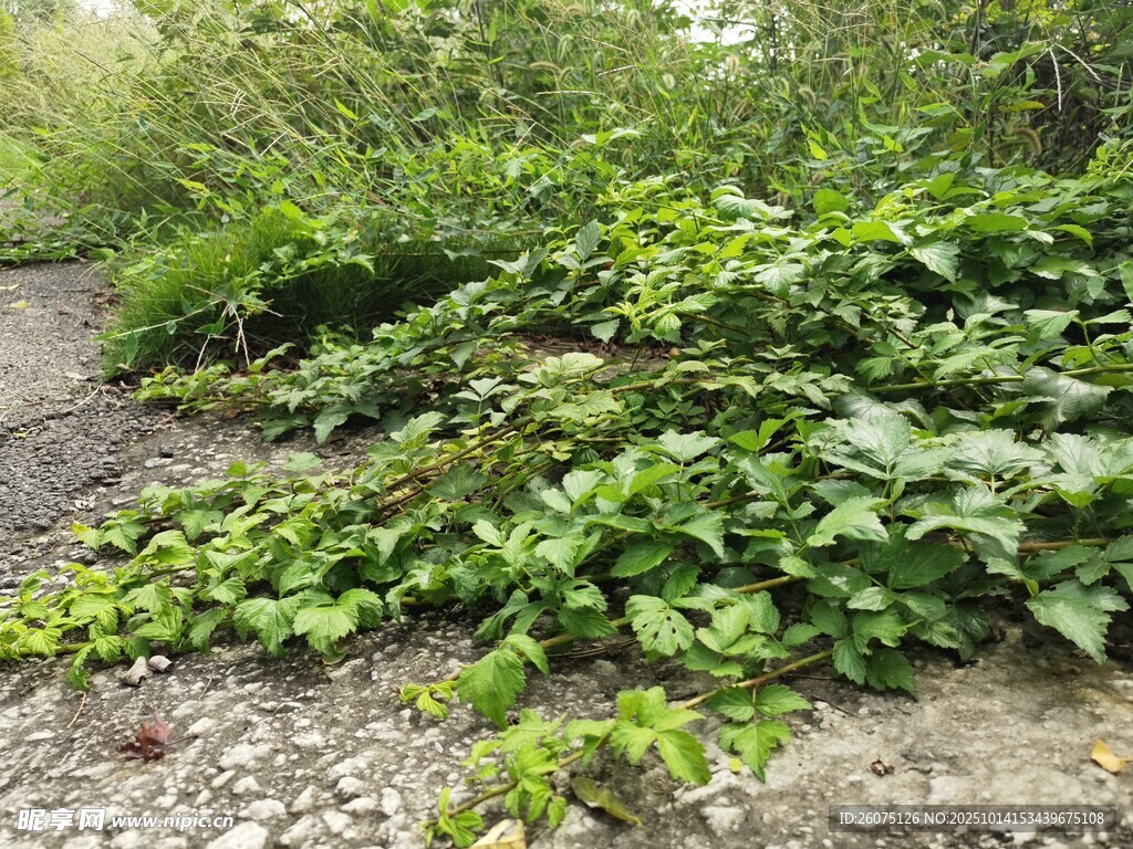 路邊繁茂的綠色藤蔓植物