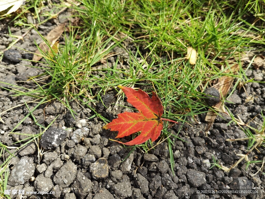 碎石間的一抹紅楓葉