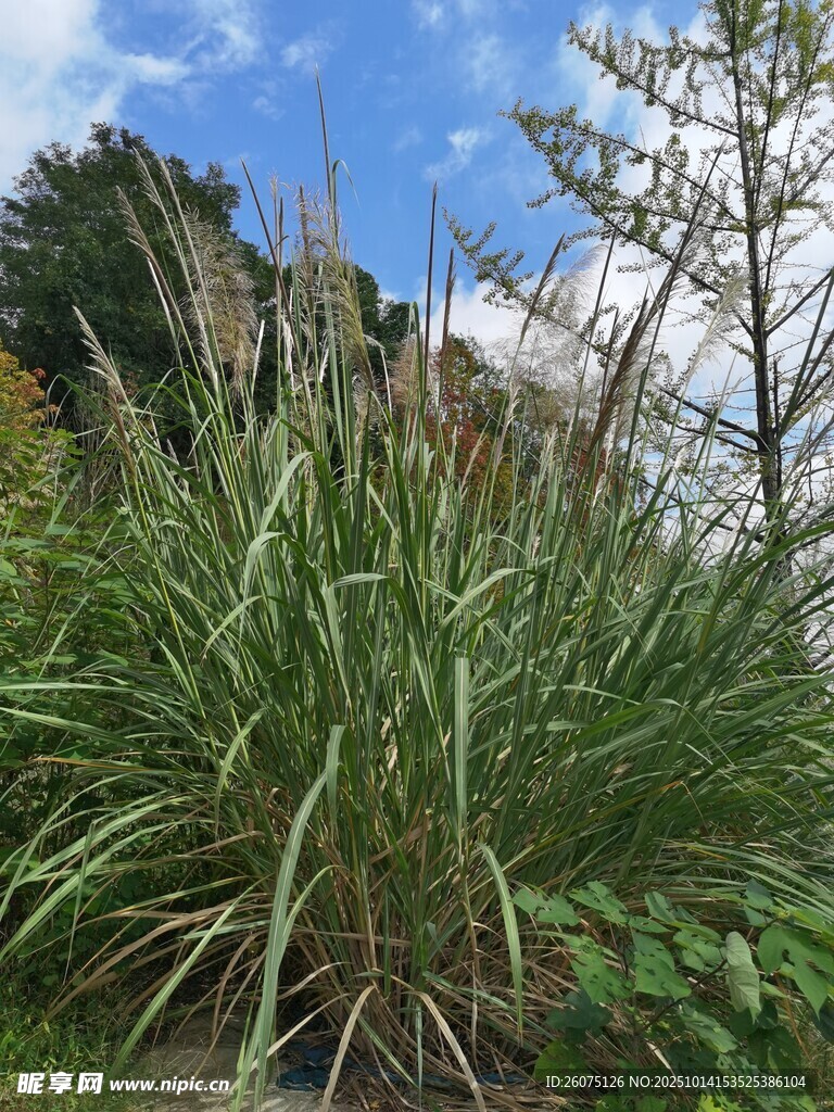 戶外茂盛的綠色高大植物