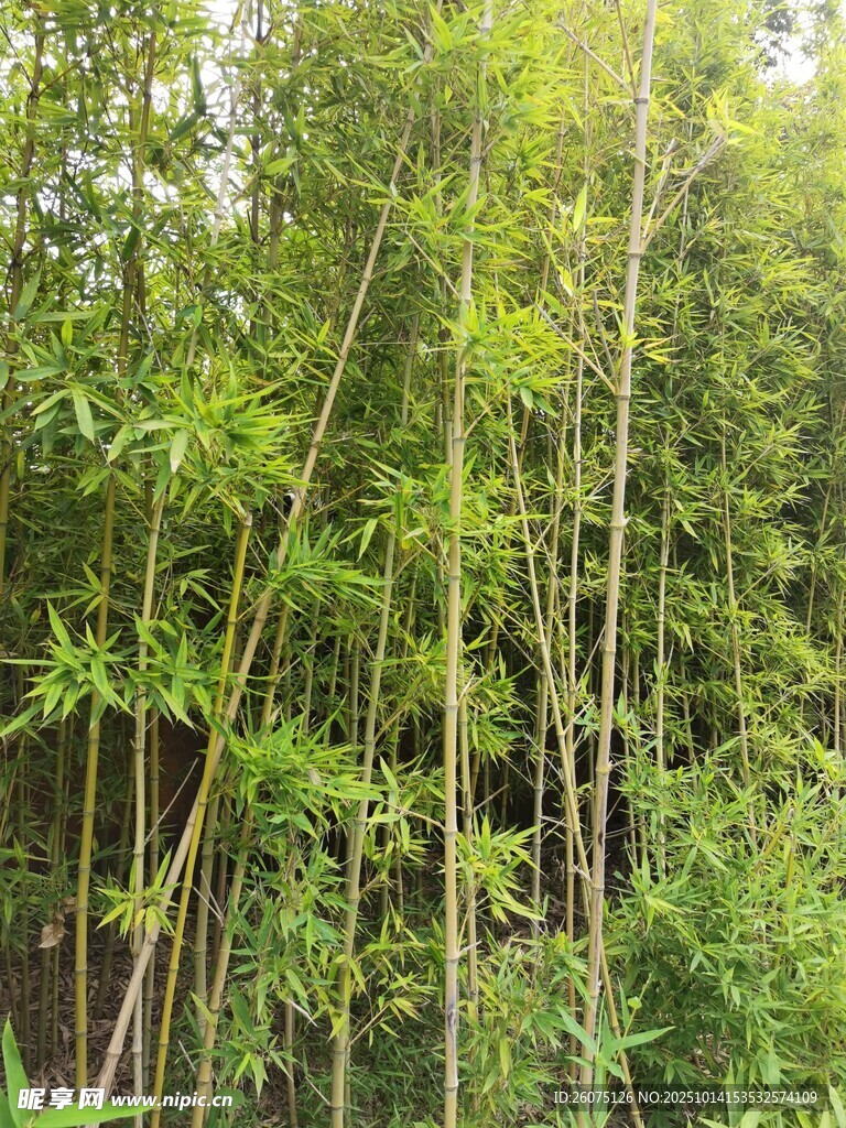 翠綠竹林盡顯自然生機