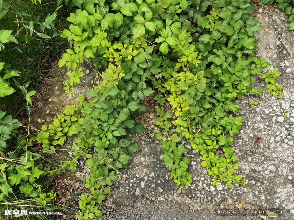 墻邊繁茂的綠色藤蔓植物