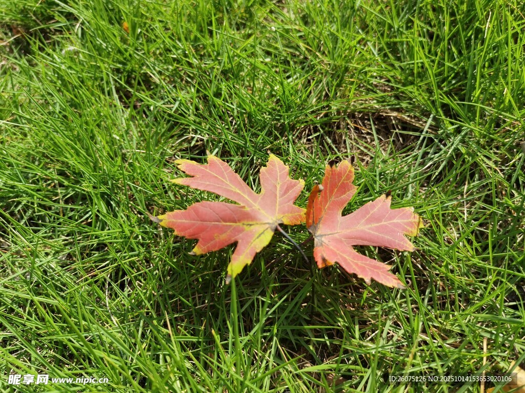 草地上的兩片紅葉
