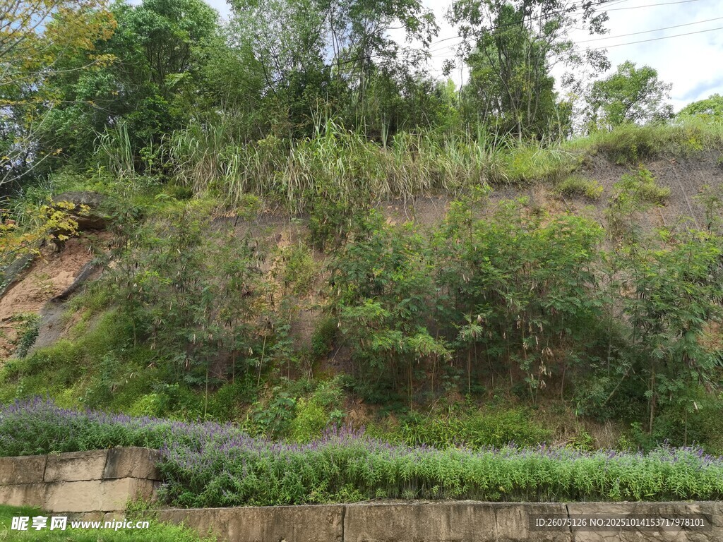 山坡綠植景觀