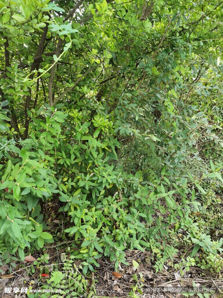 茂密叢林植物景觀