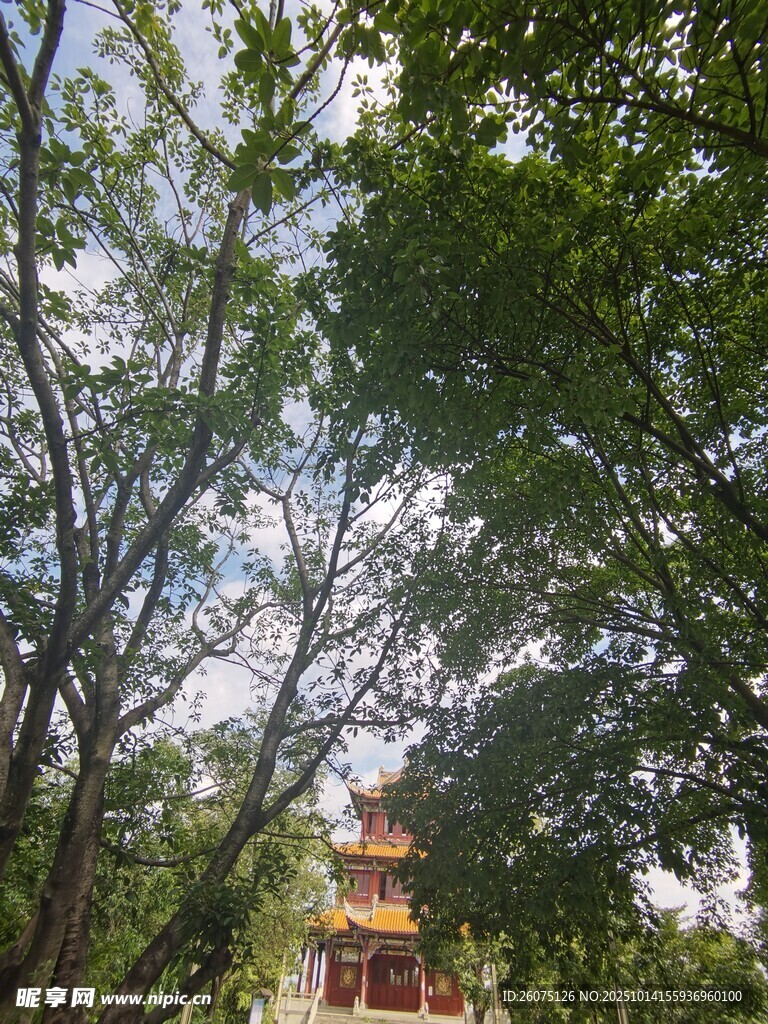 林間遠望古色樓閣
