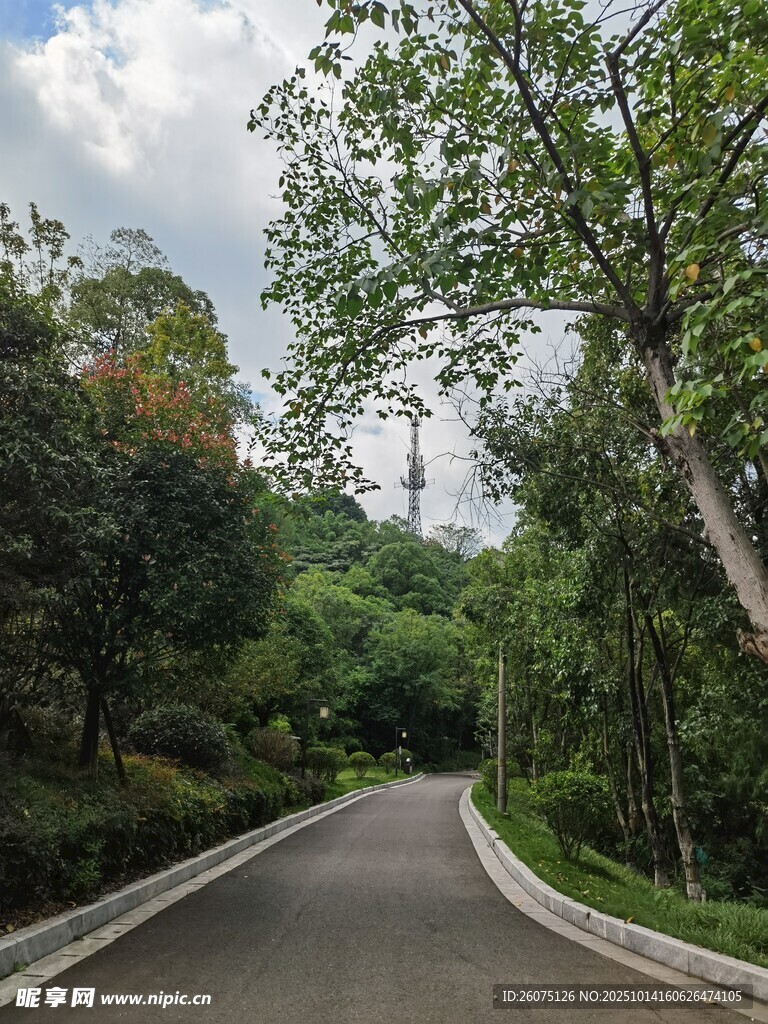 林間蜿蜒小路綠意盎然