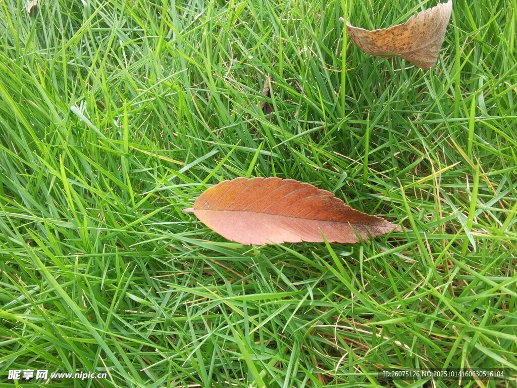 草地上的一片紅葉