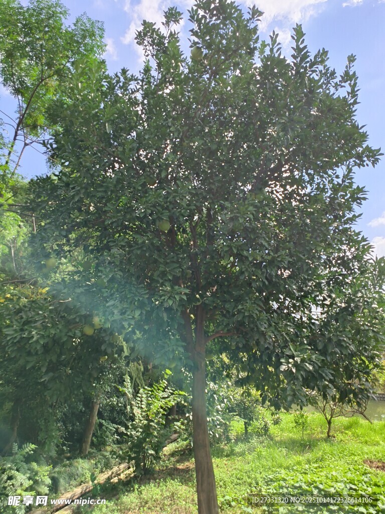 陽光下的茂盛綠樹