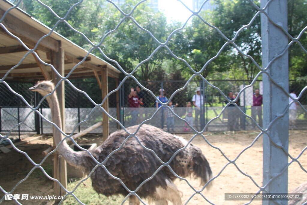 動物園里的鴕鳥與圍觀人群