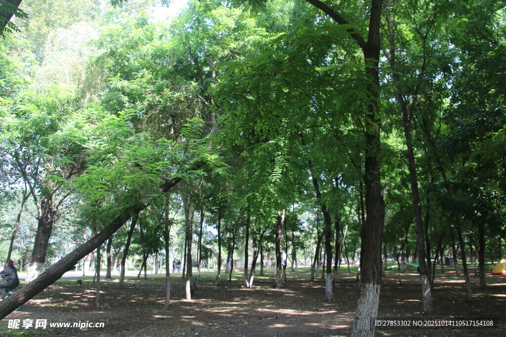 夏日蔥郁樹林景觀