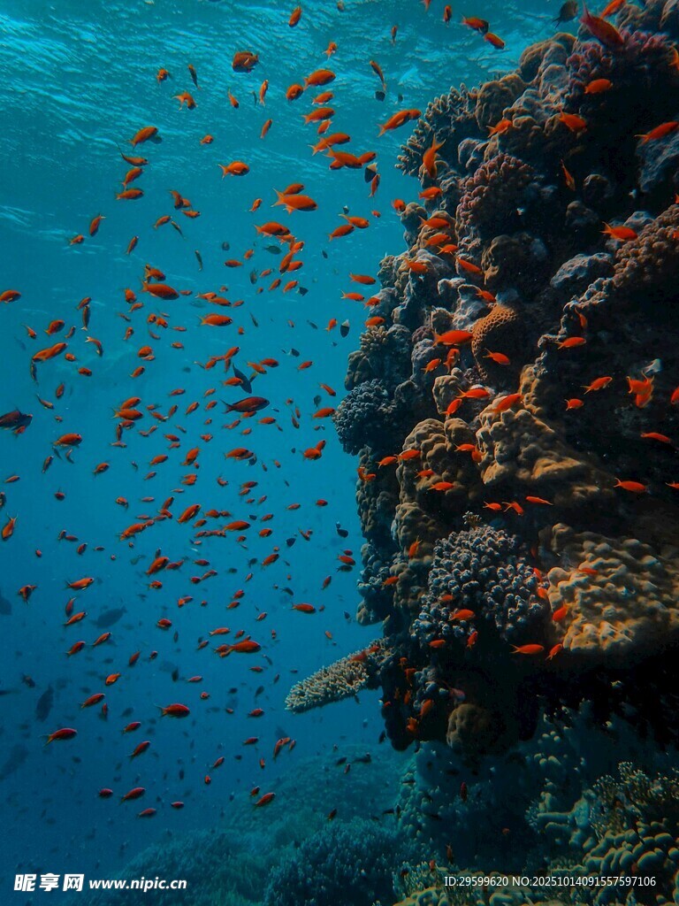 海底珊瑚礁與群魚景觀