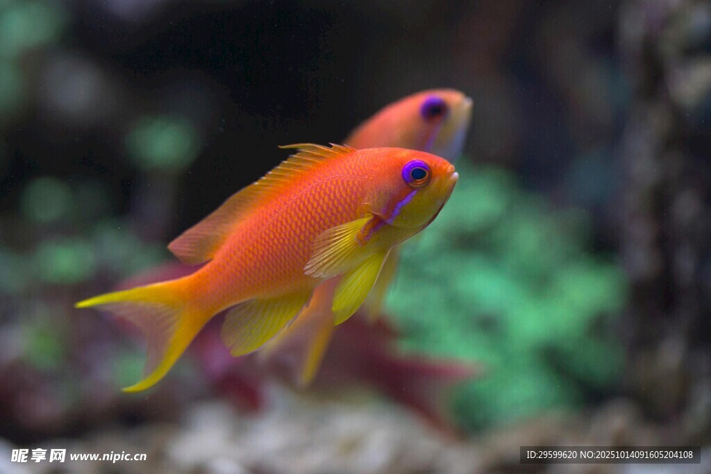 艷麗雙尾熱帶觀賞魚