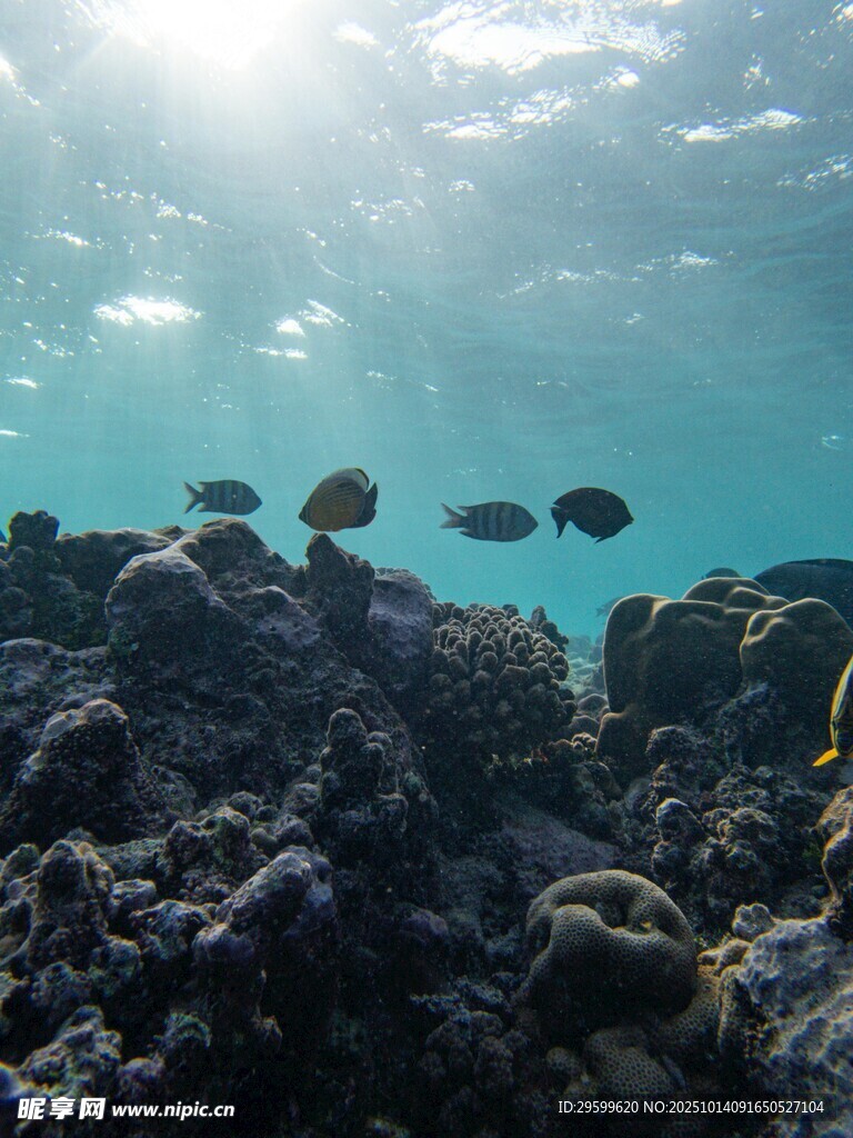 海底珊瑚與游動(dòng)的小魚