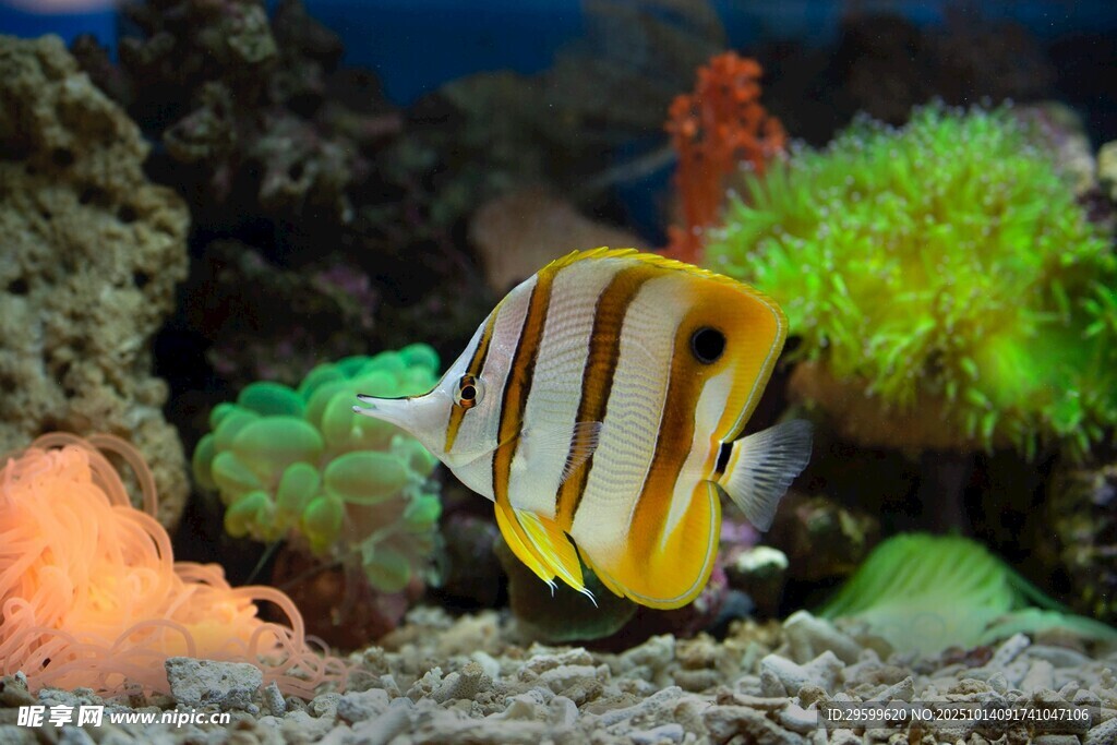 條紋海魚悠游于珊瑚間