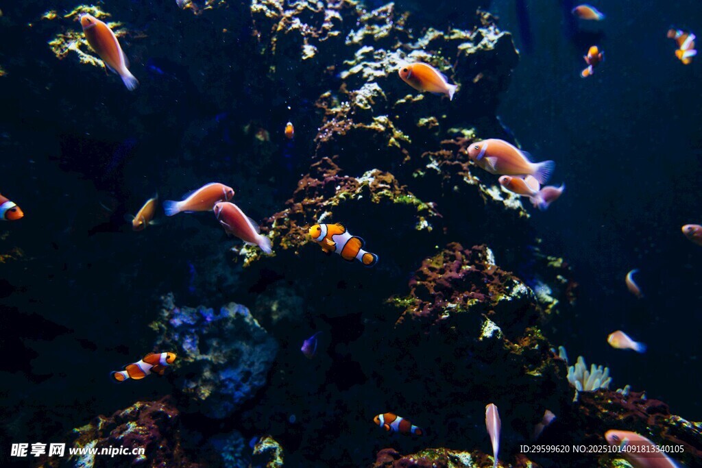 海底多彩珊瑚與游動(dòng)魚類