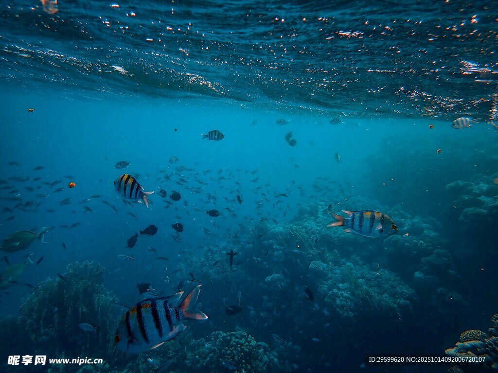 海底斑斕魚群與珊瑚景觀