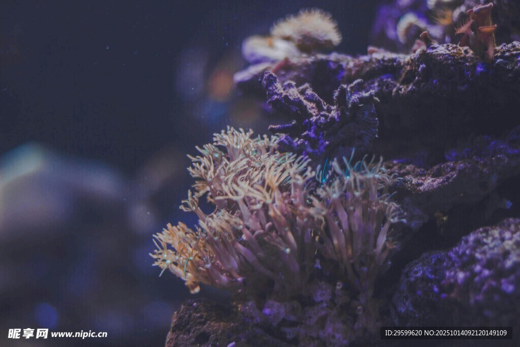 夢(mèng)幻海底珊瑚景觀