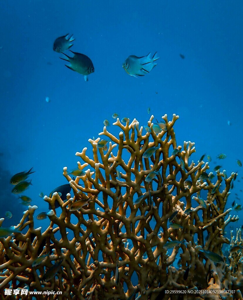 海底珊瑚與游動(dòng)的小魚