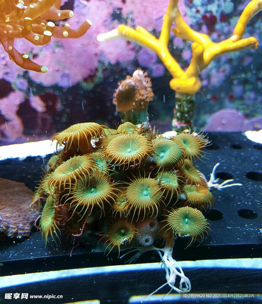 多彩珊瑚礁景觀