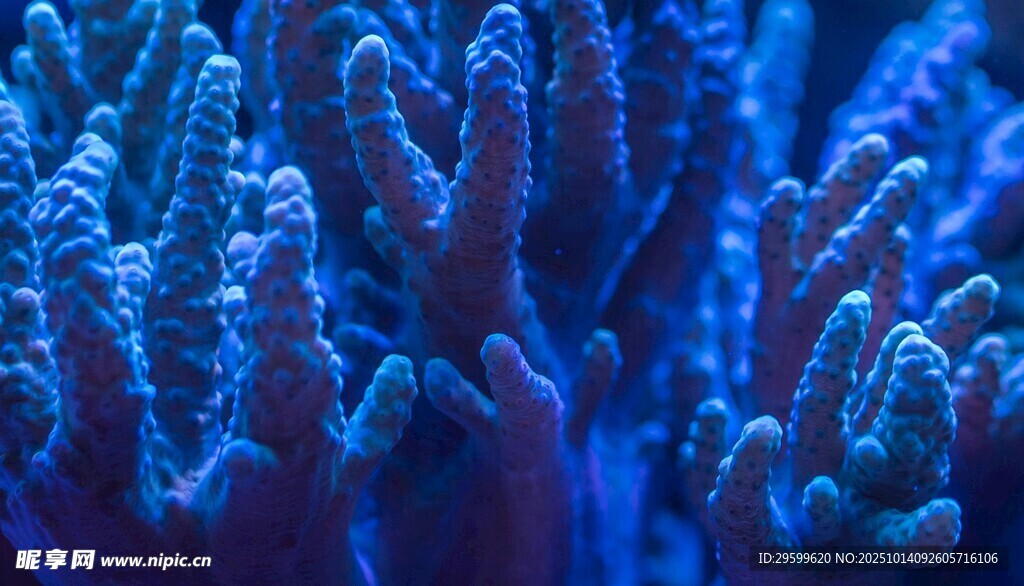 絢麗多彩的海底珊瑚