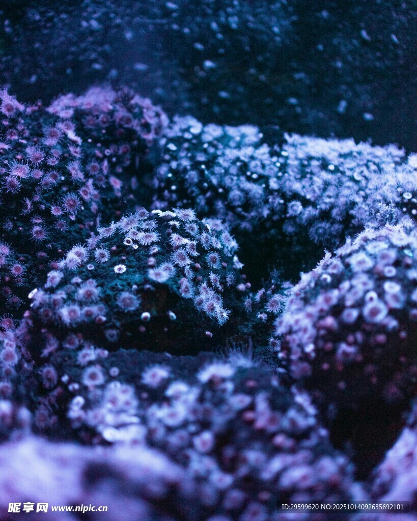夢(mèng)幻海底珊瑚景觀