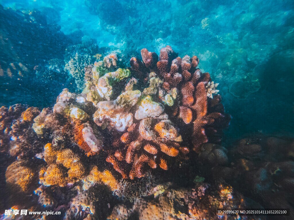 多彩海底珊瑚景觀