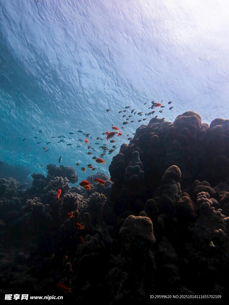 海底珊瑚與游動的魚群