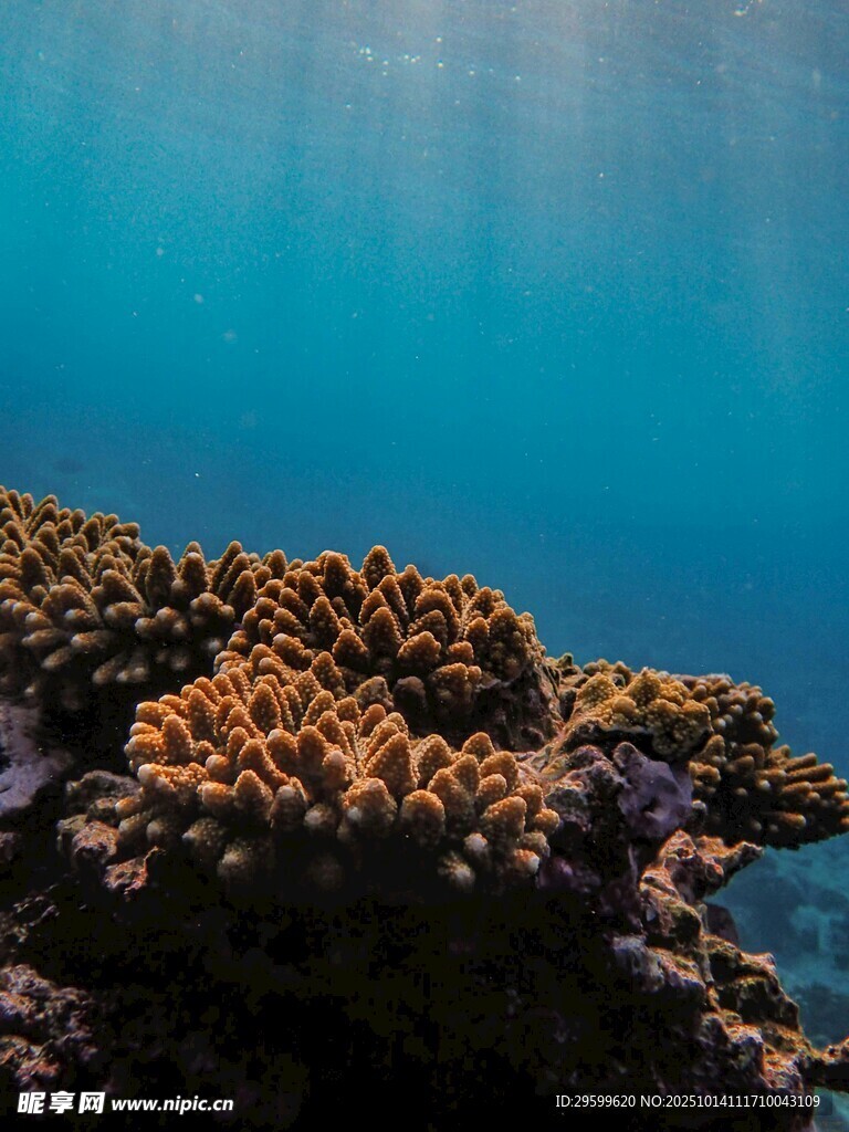 海底絢爛珊瑚景觀