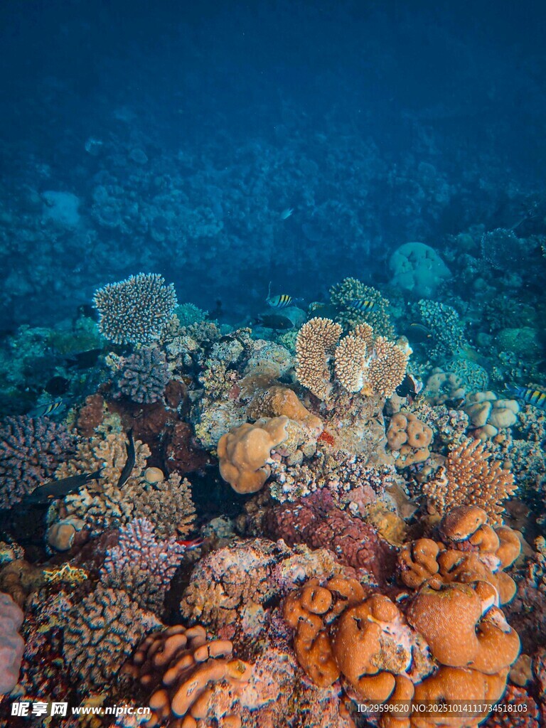 海底多彩珊瑚景觀