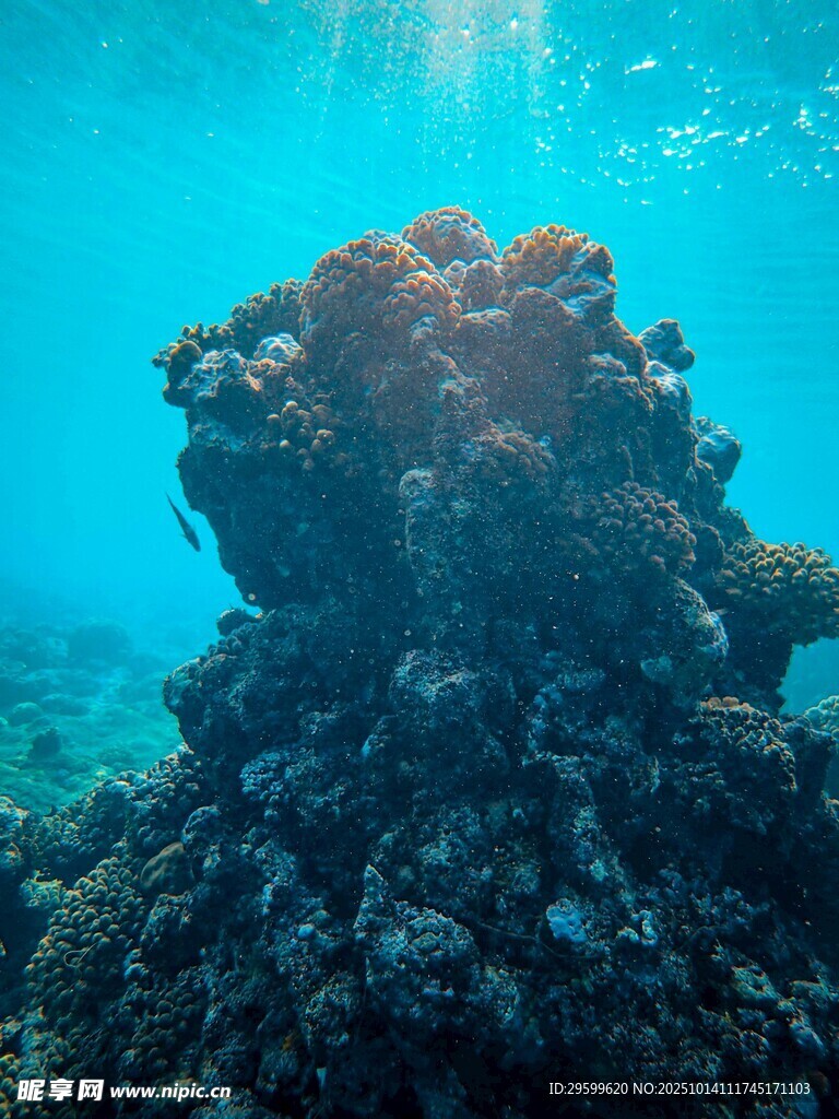 海底珊瑚景觀