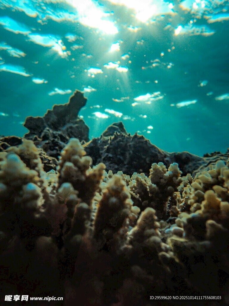 海底珊瑚景觀 