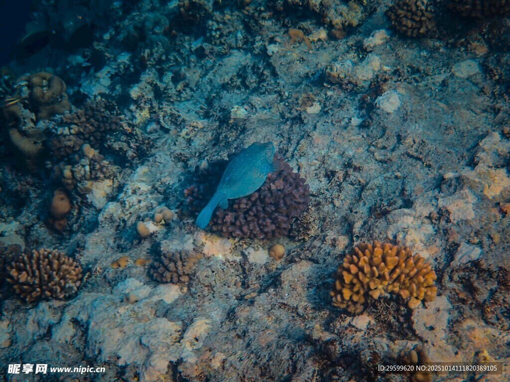 海底游動的藍(lán)色小魚