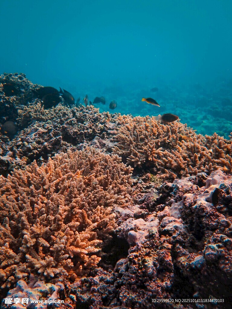 海底絢爛珊瑚景觀